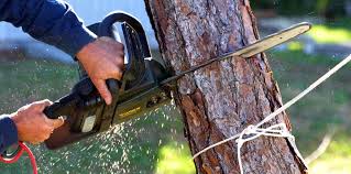 Best Organic Lawn Care Solutions  in Morada, CA