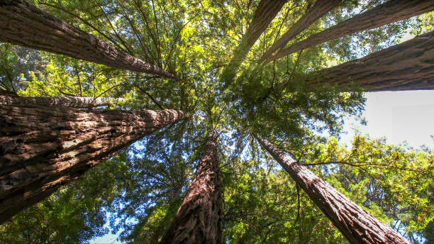 Best Tree Risk Assessment  in Morada, CA