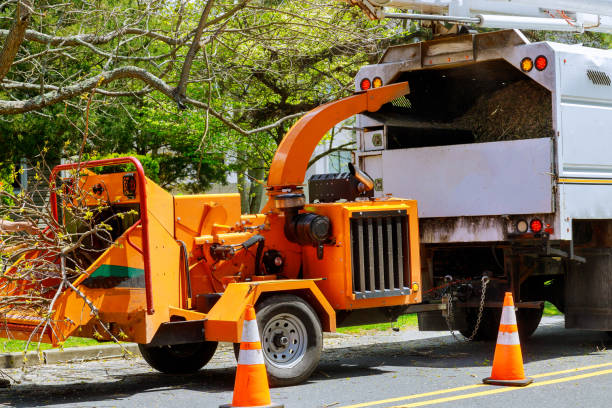 Best Seasonal Cleanup (Spring/Fall)  in Morada, CA