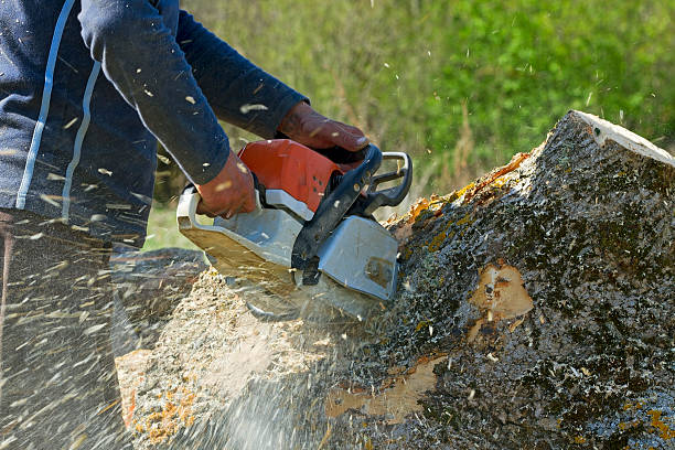 Seasonal Cleanup (Spring/Fall) in Morada, CA