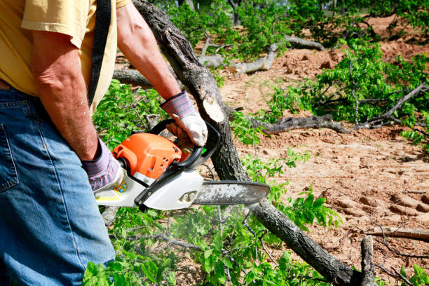 Best Tree Mulching  in Morada, CA