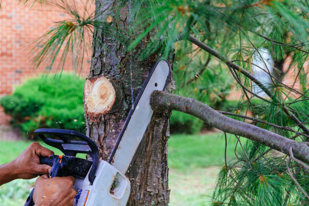Best Tree Health Inspection  in Morada, CA
